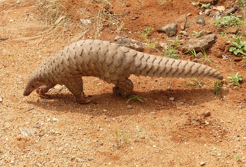 La pangolin et le coronavirus : la double peine