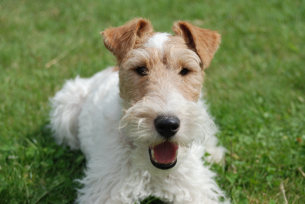 Le fox-terrier : un guerrier si attachant
