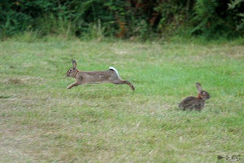Justice : des lapins aux Invalides