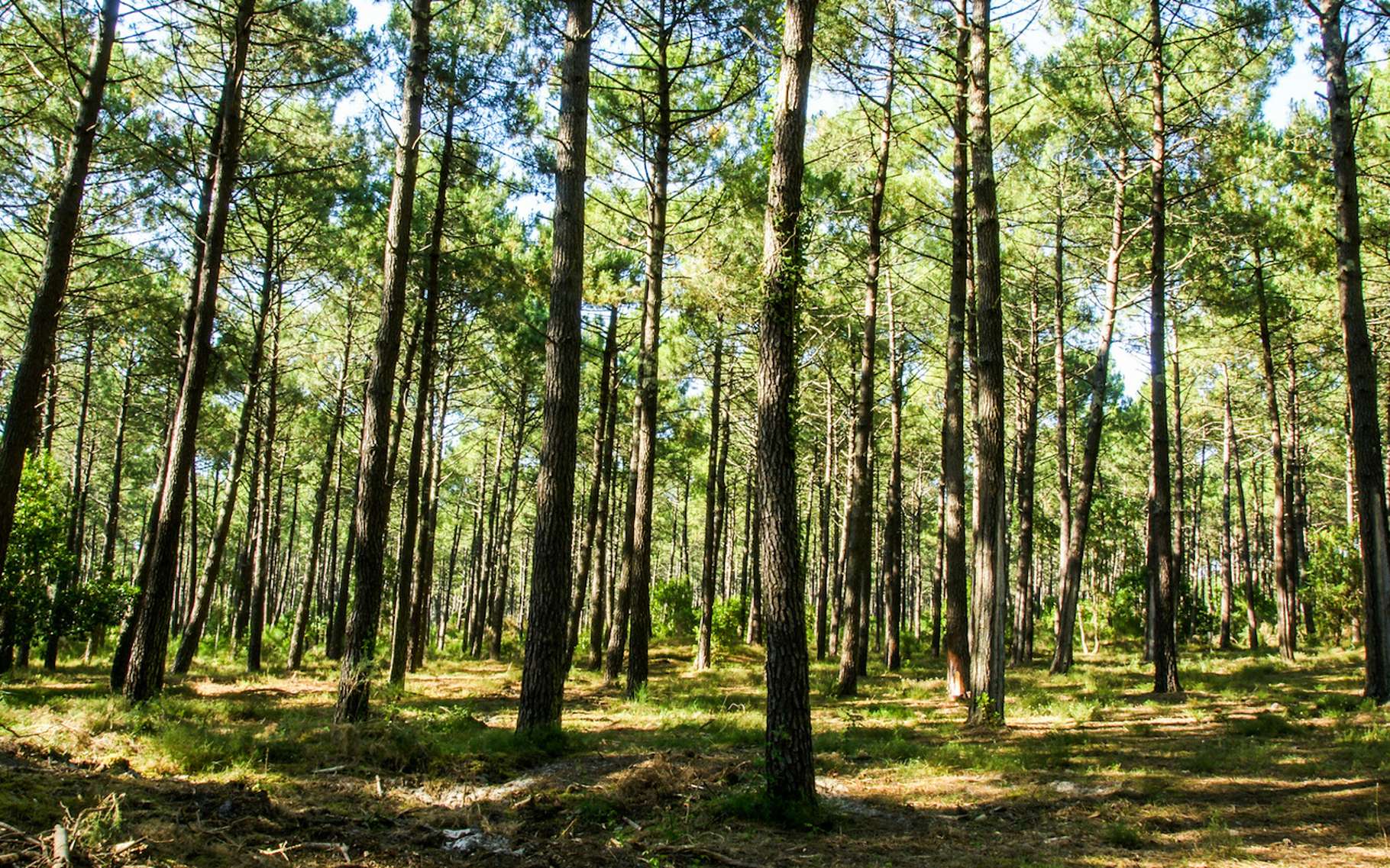 Statistiques : Terres agricoles et forêts ne connaissent pas la crise