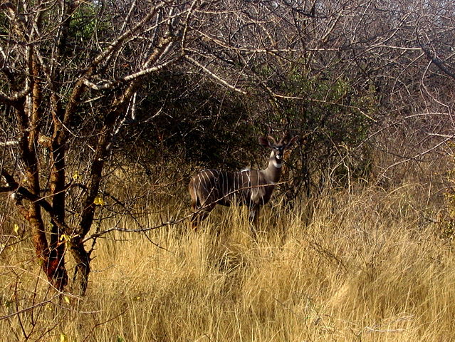 Tanzanie. Splendeurs masaïs, au royaume du petit koudou
