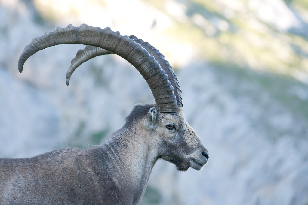 Bouquetin alpestre : la preuve par l’absurde