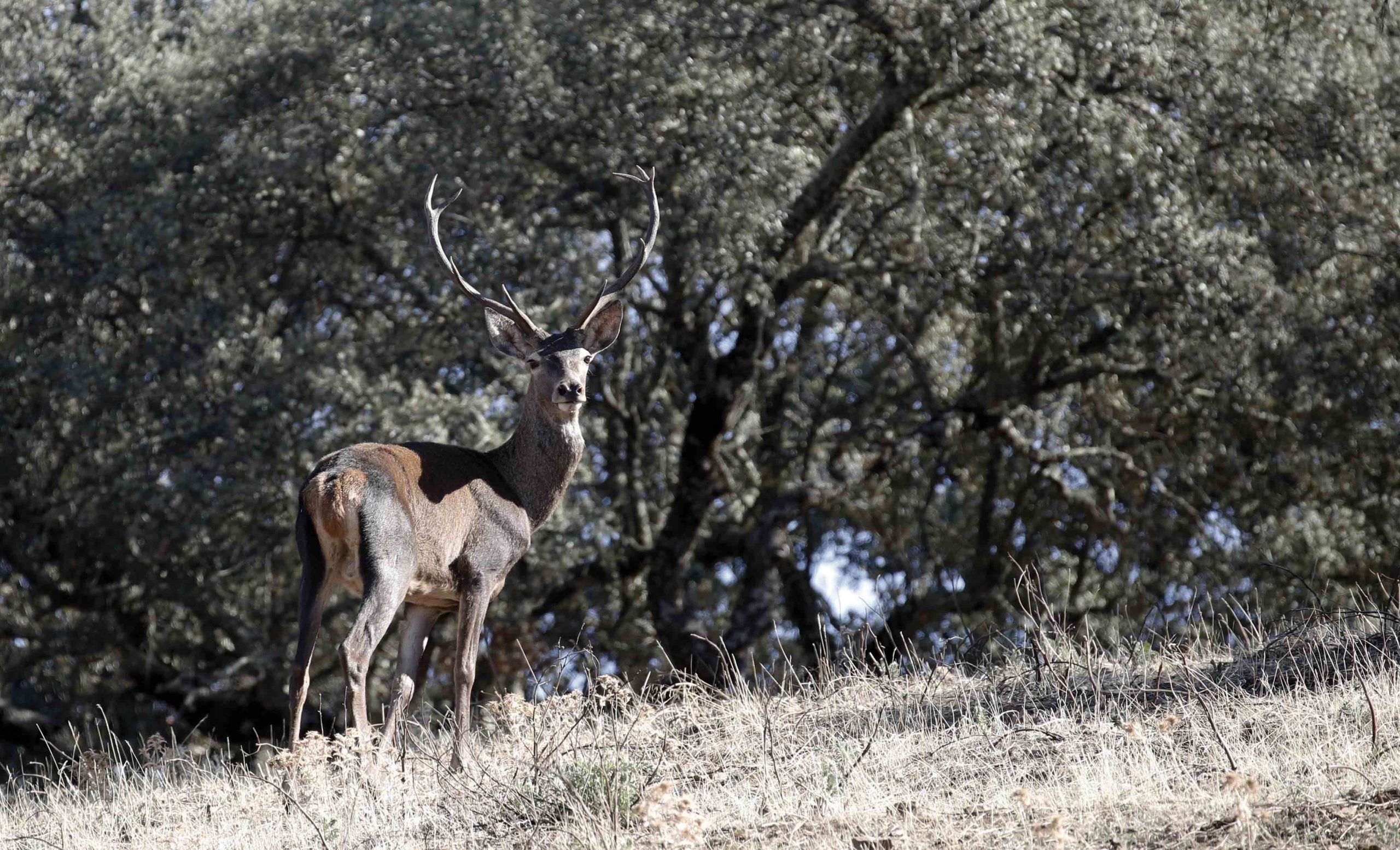 En Andalousie, sur les traces des grands daims