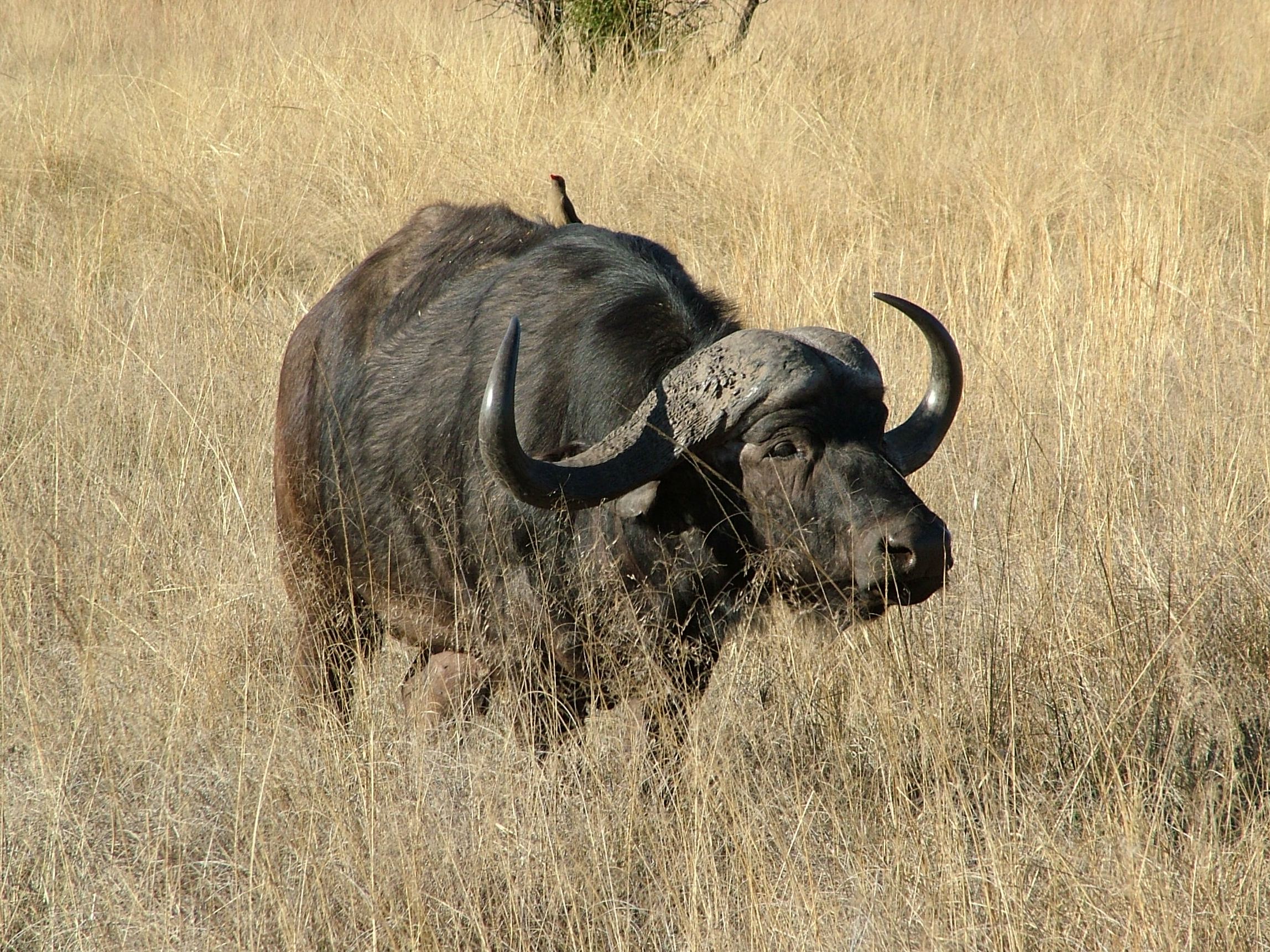 Guide pratique : maladies, accidents liés à la chasse : que faire ?