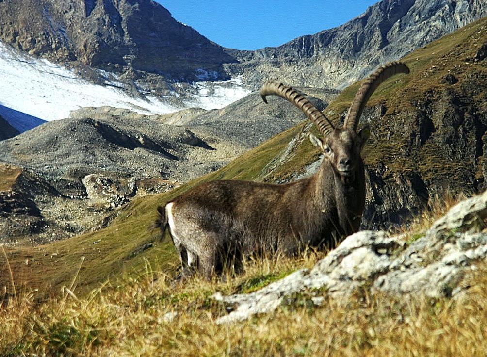Bouquetin suisse : une affaire exemplaire
