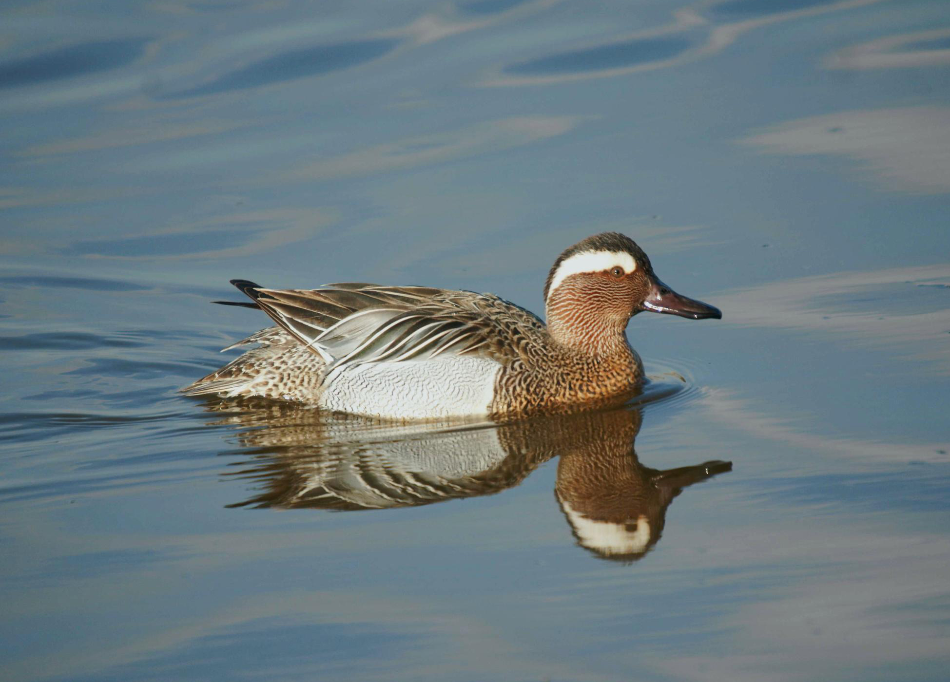 Oiseaux migrateurs : la coopération internationale est indispensable