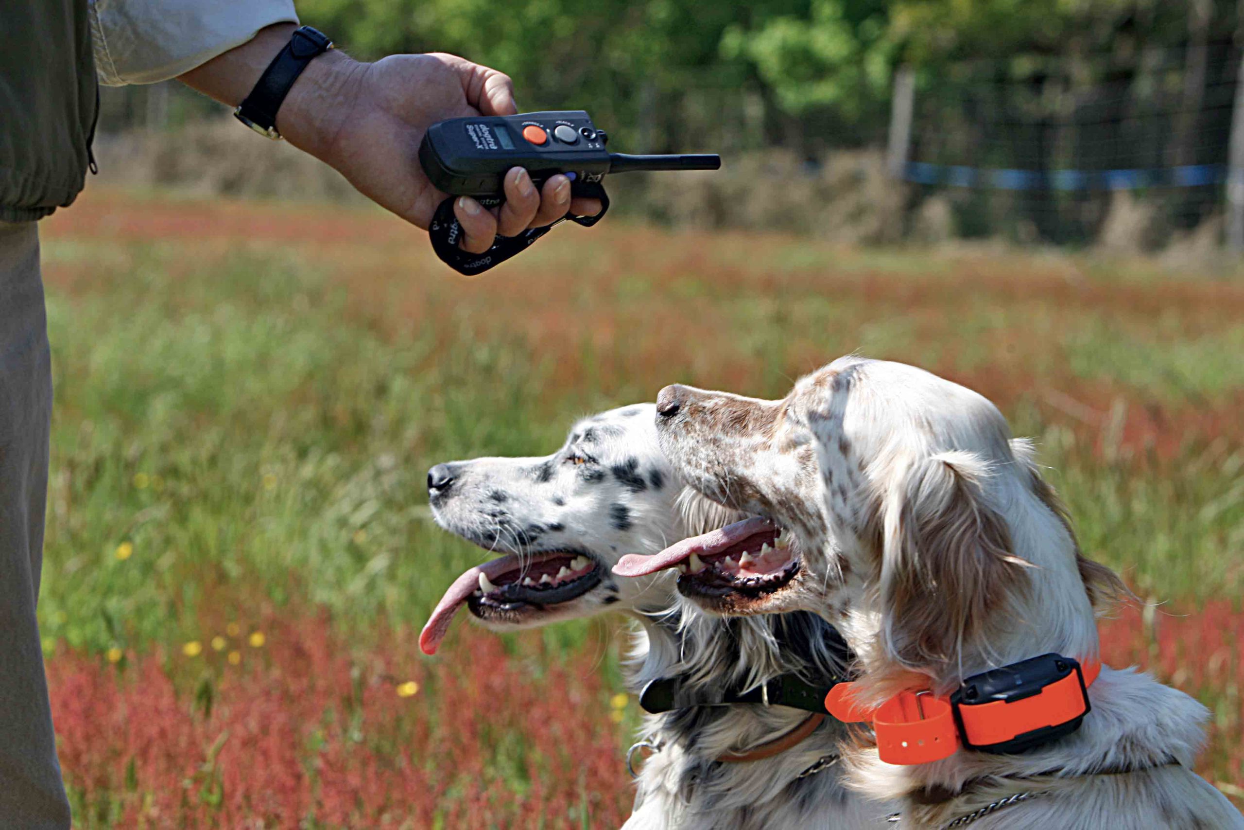 Bien-être animal : vers une interdiction des colliers électriques…