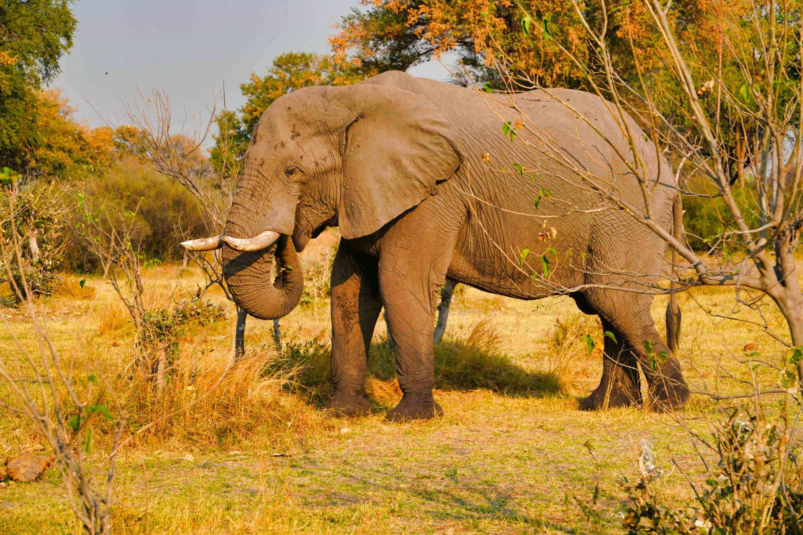 Afrique : Le Botswana abrite un tiers des éléphants d’Afrique