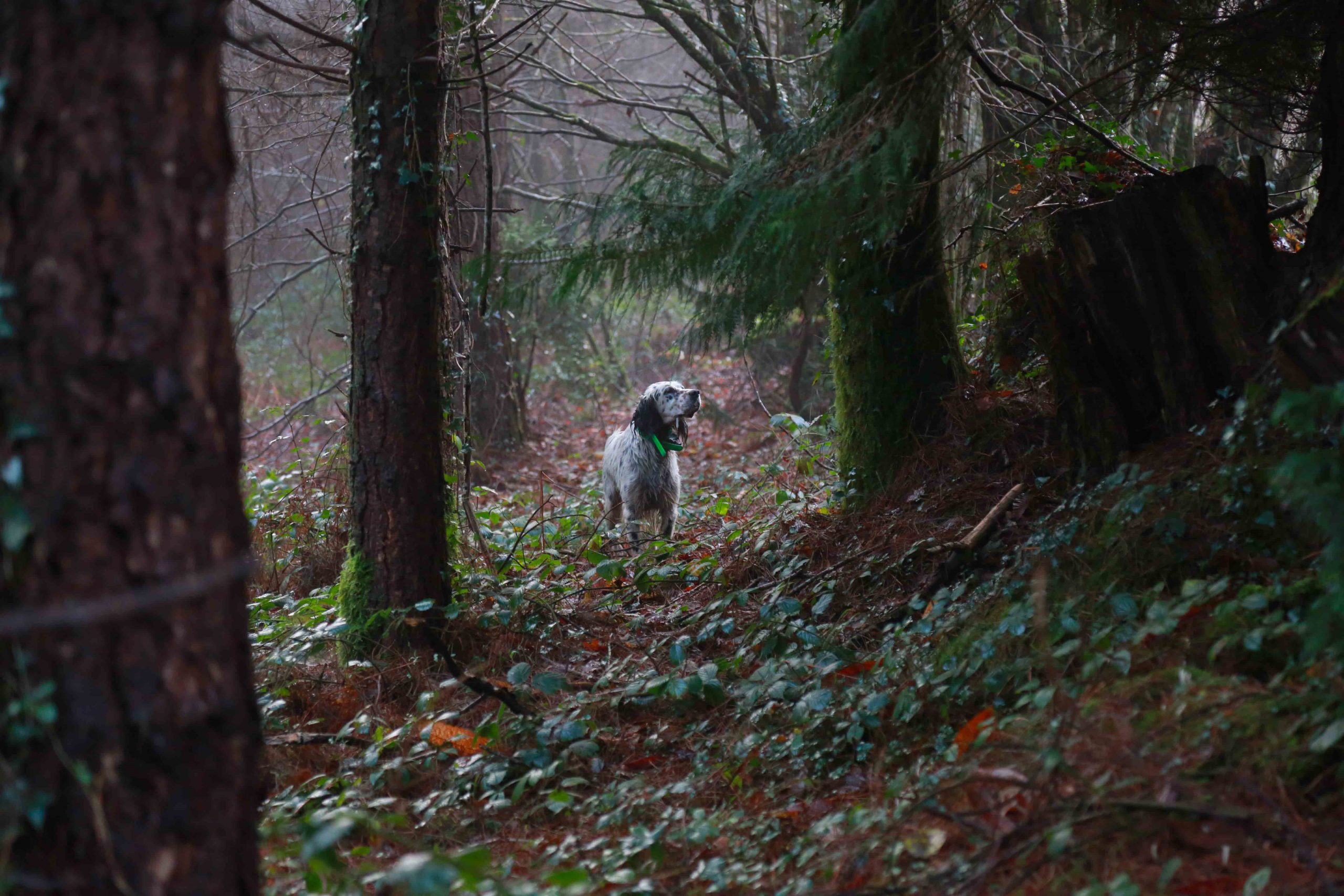 Finistère, Les sorcières de Huelgoat