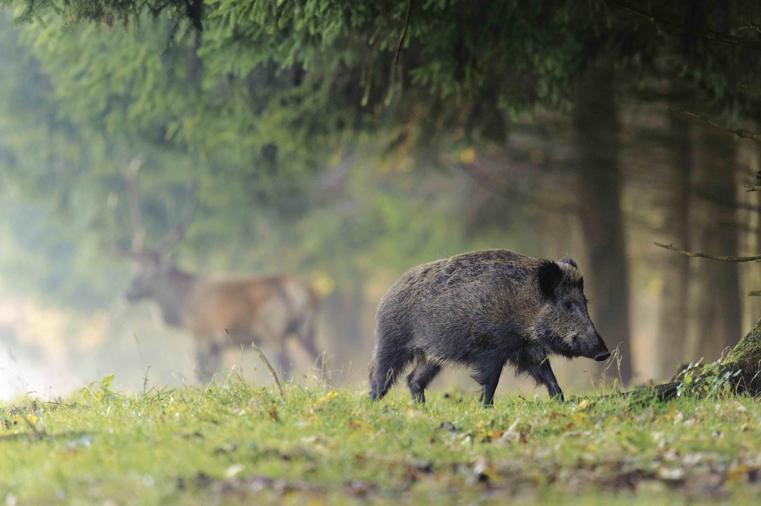 Accidents de chasse : une année atypique