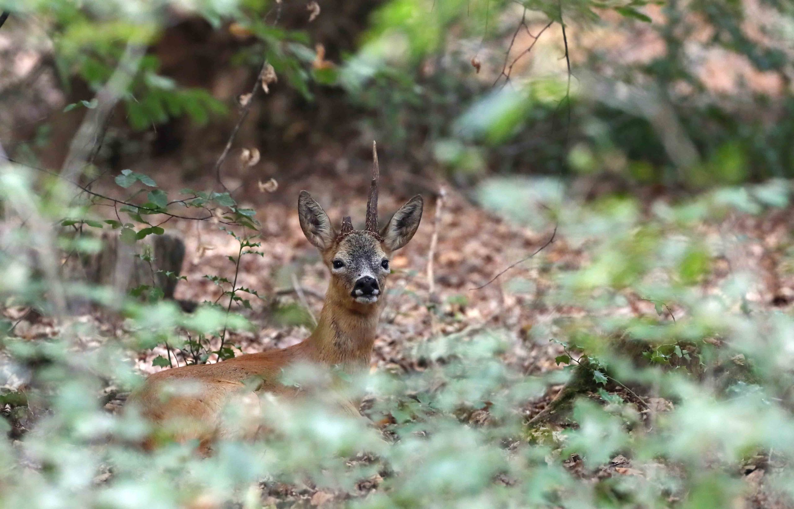 Chasse des Noés, chasse normande, chasse française