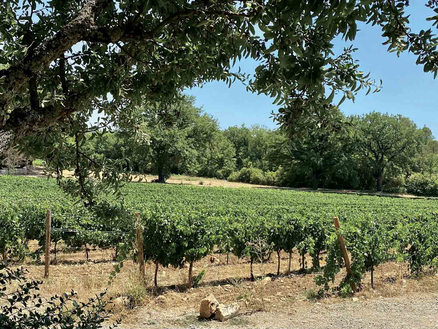 Domaine de Cala : chef et vigneron