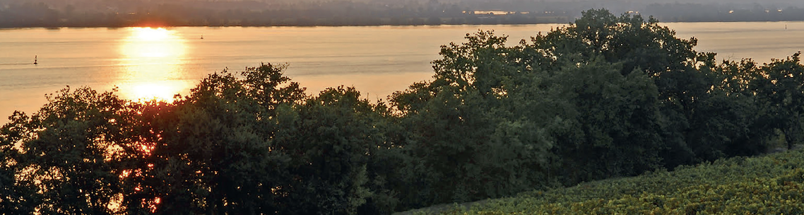 Côtes de Bourg : Le renouveau du Malbec