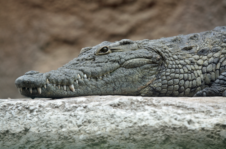 Grands prédateurs : tigres, crocos, panthères… Tous des serials-killers ?