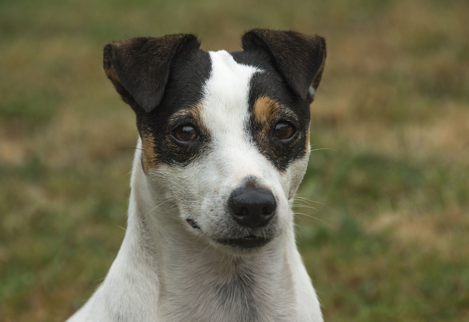 Un guerrier nommé jack russell