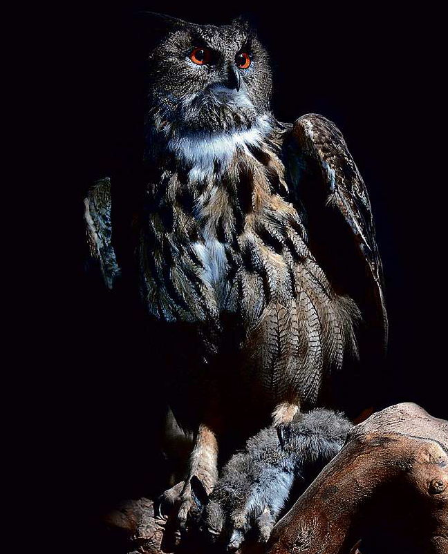 Muséum national d’Histoire naturelle : la nuit, la vie…