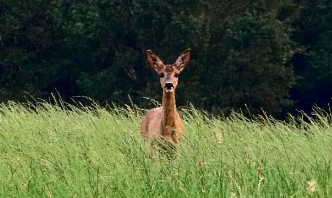 Chasses à la journée : le brocard avec Sudchasse