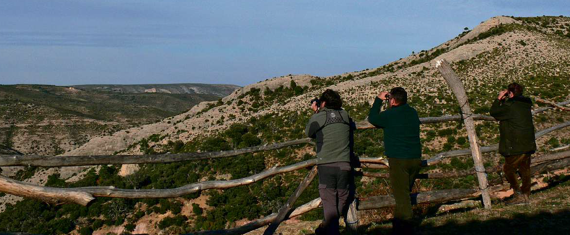 Un ibex peut en cacher un autre