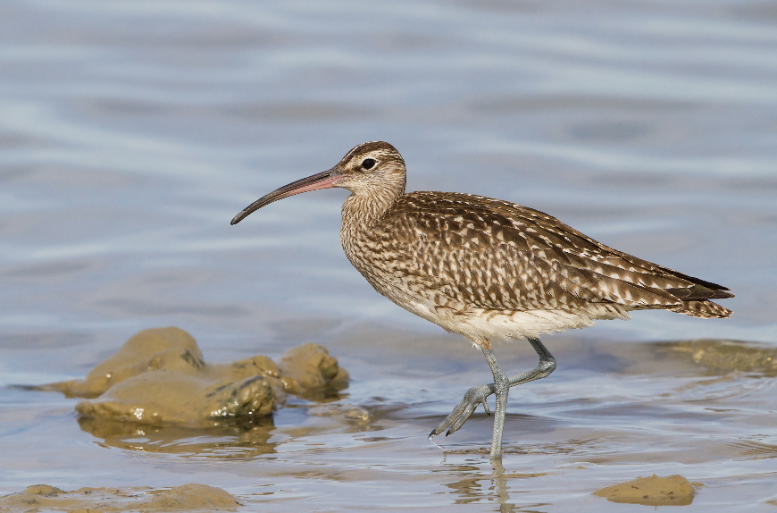 L’Île aux Oiseaux : paradis ailé
