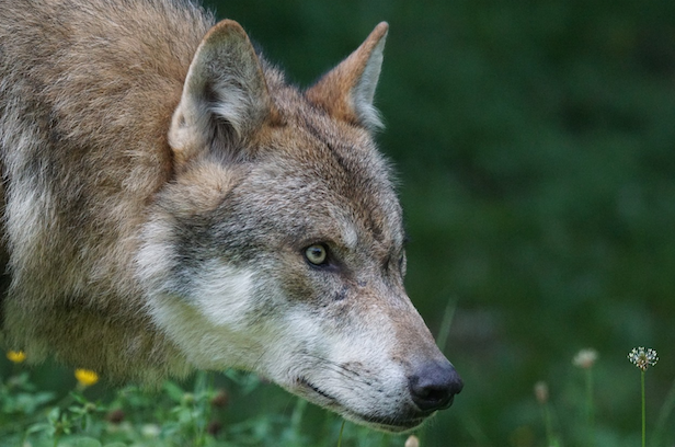 Antoine Nochy : « le modèle français de gestion du loup n&rsquo;est pas adéquat »
