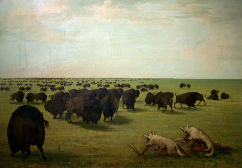 George Catlin « La chasse au bison »