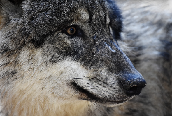 Le retour du loup : qu’en penser ?