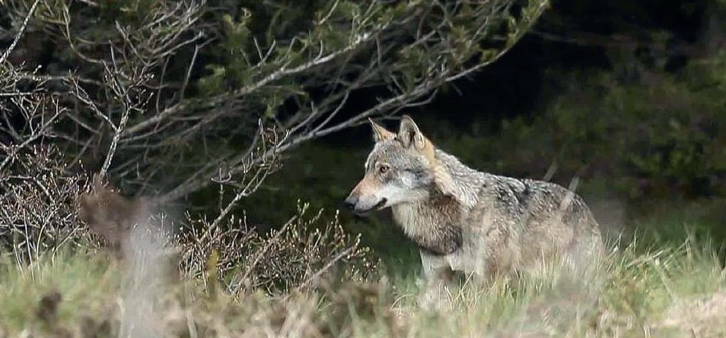 Le loup aujourd’hui : Une inexorable colonisation