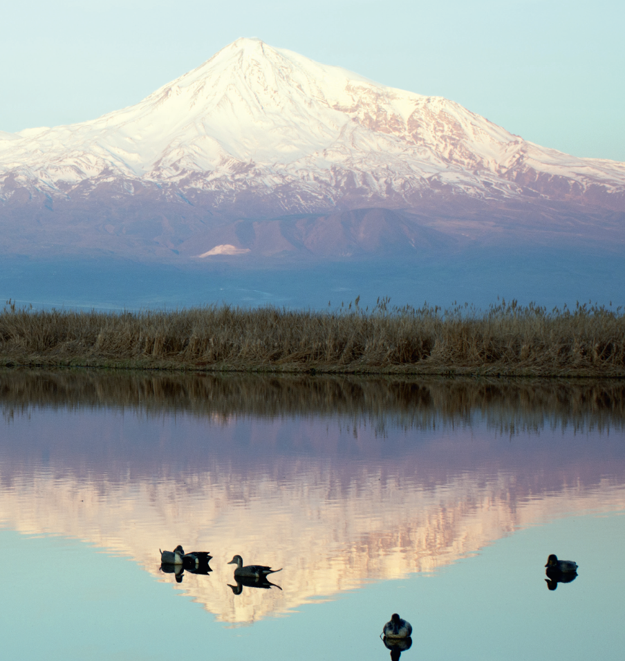 Les canards du mont Ararat
