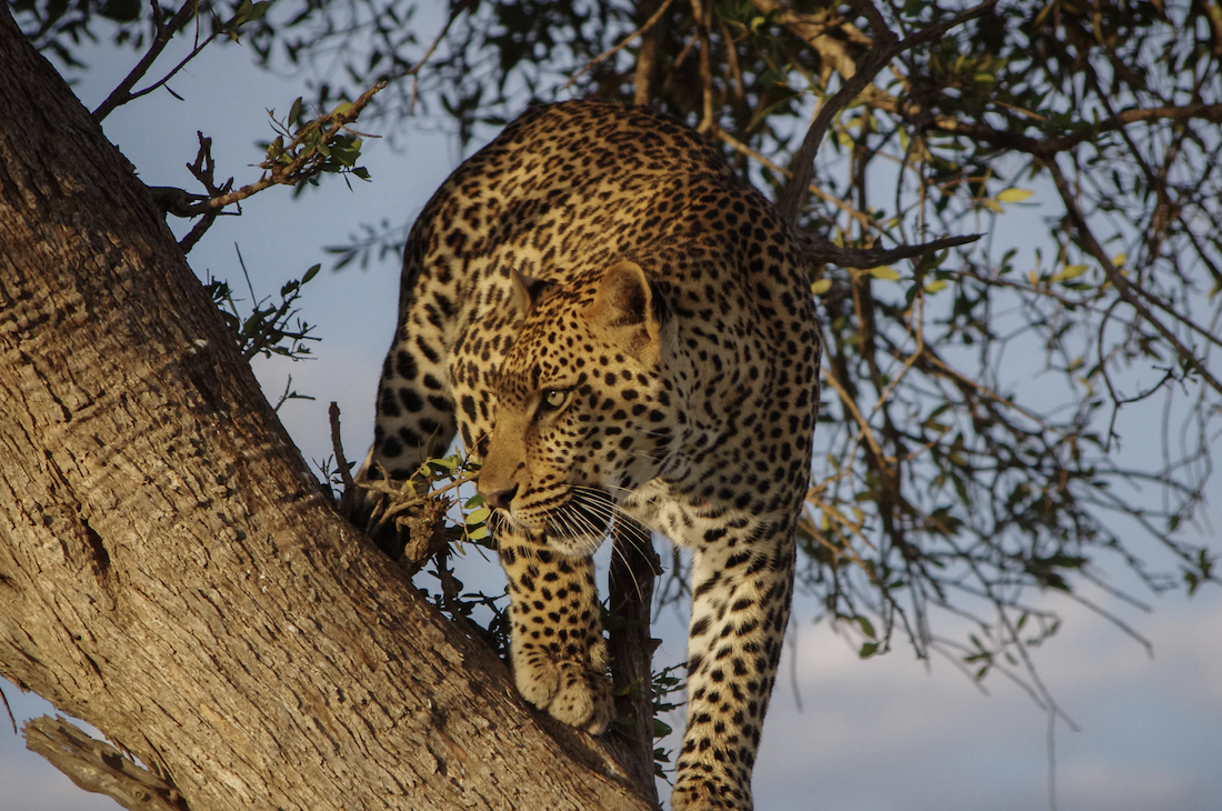 Tanzanie : la silhouette du crépuscule