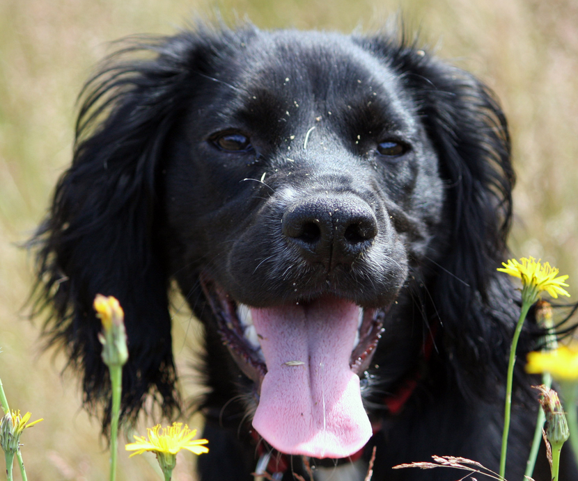 Quels chiens pour une battue de petit gibier?