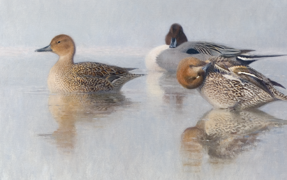Lars Jonsson. Une vie avec les oiseaux