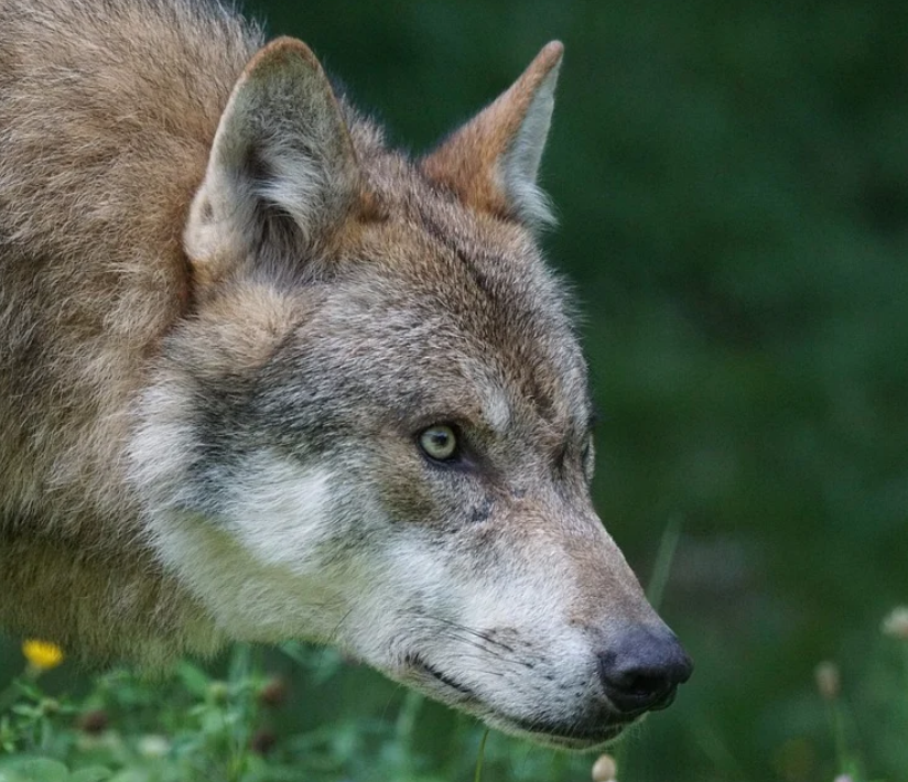 Grands Prédateurs. Loup, es-tu (vraiment) partout ?