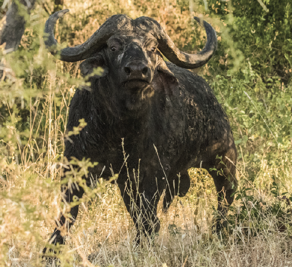 Tanzanie. De bonnes nouvelles en perspective