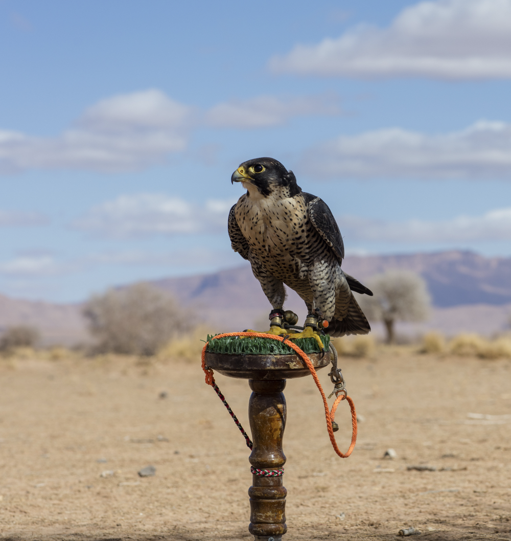 Faucons contre gangas marocains