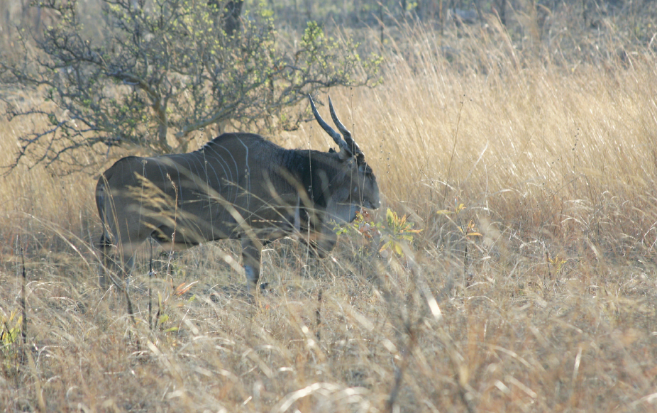 Cameroun, Bénin : deux pays de grande chasse