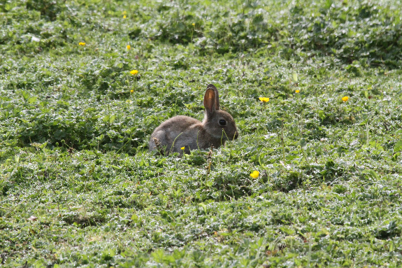 Lapin : petit territoire, grande gestion