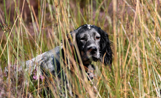 Le setter anglais