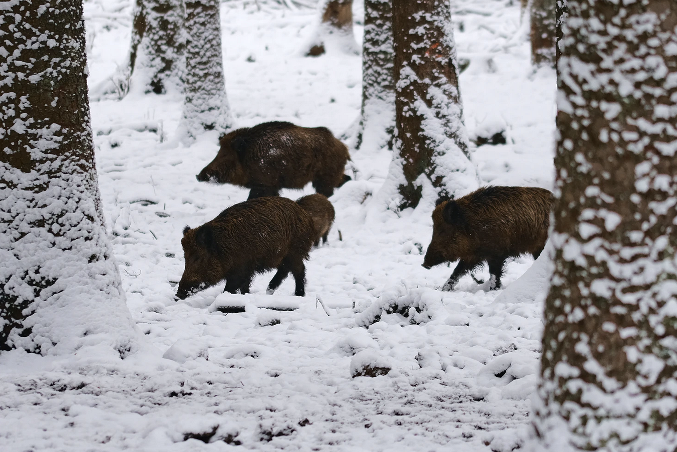 Reconfinement. La chasse, une mission de service public ?