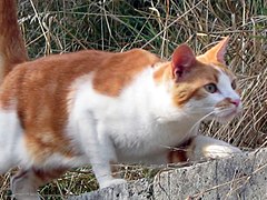 Australie : des robots tueurs de chats