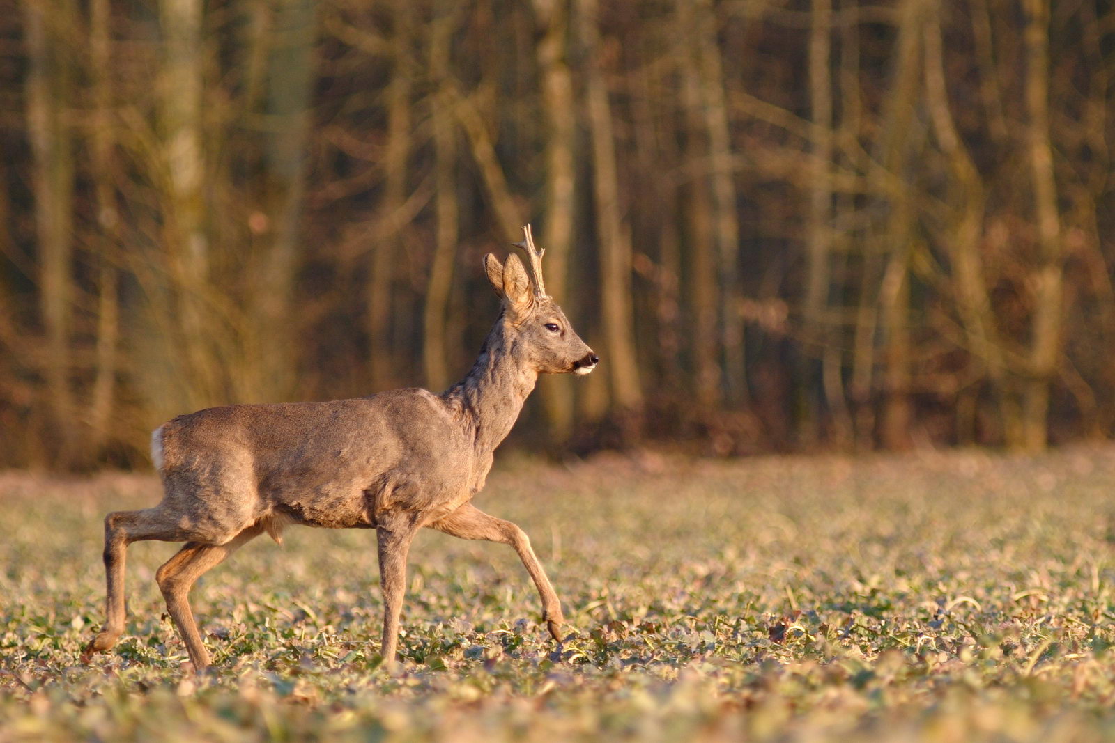 Tableaux de grands animaux : vers une stagnation ?