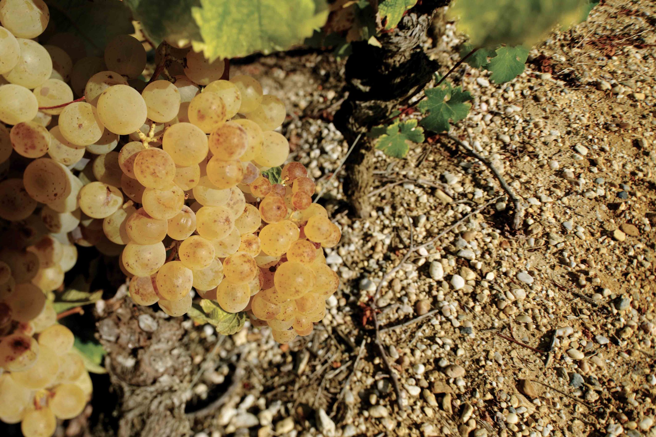 Clos des lunes : tout en lumière et clarté