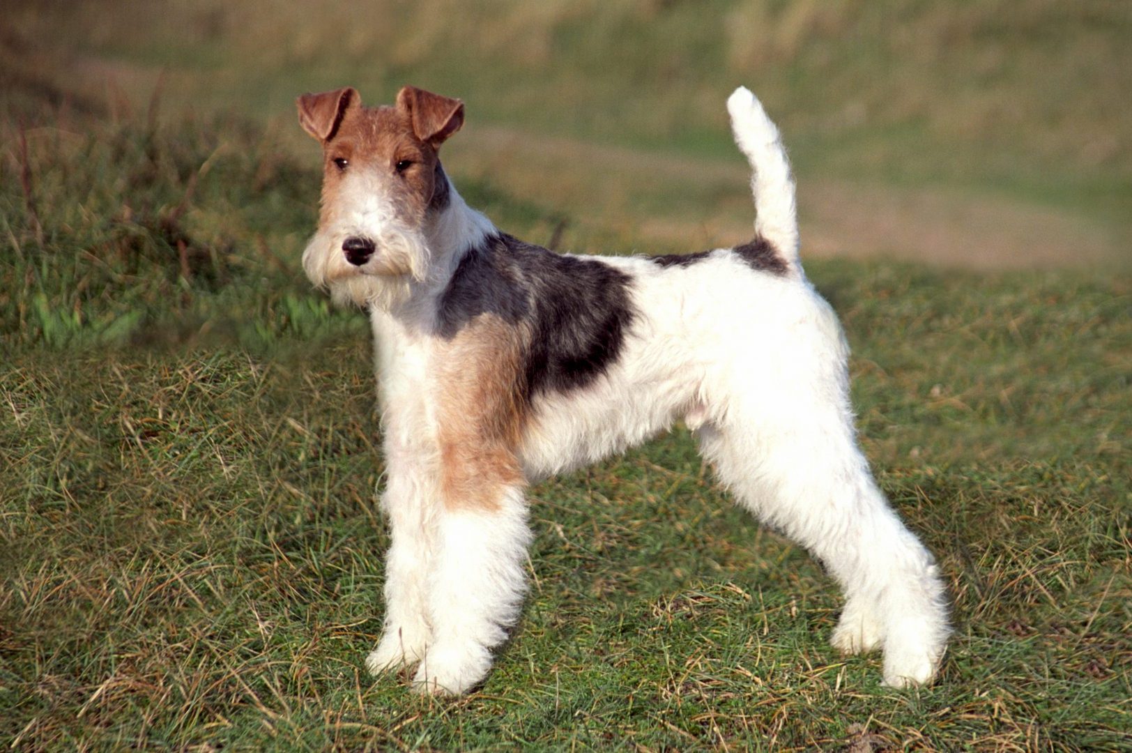 Le fox-terrier