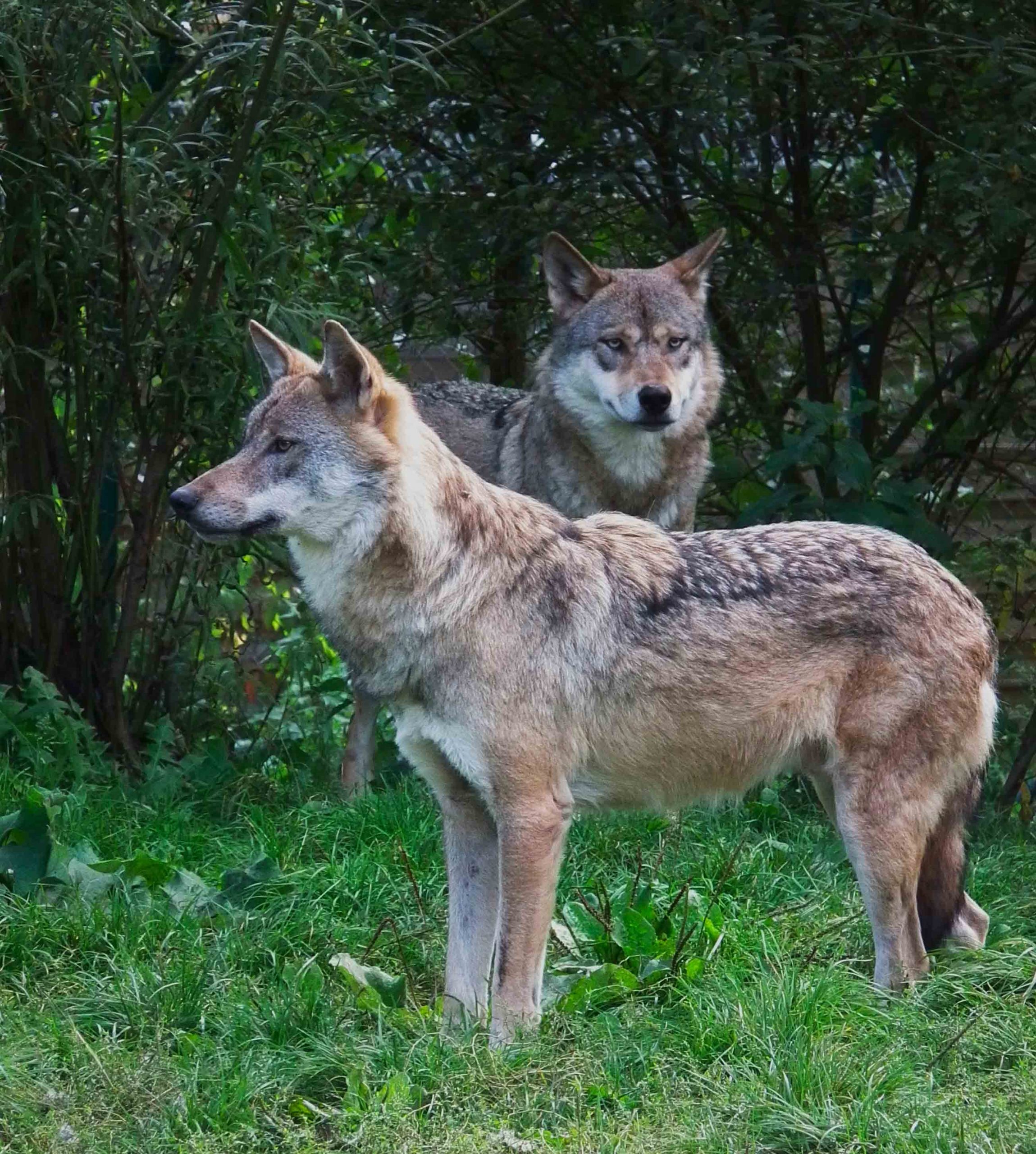 Statistiques : le loup progresse