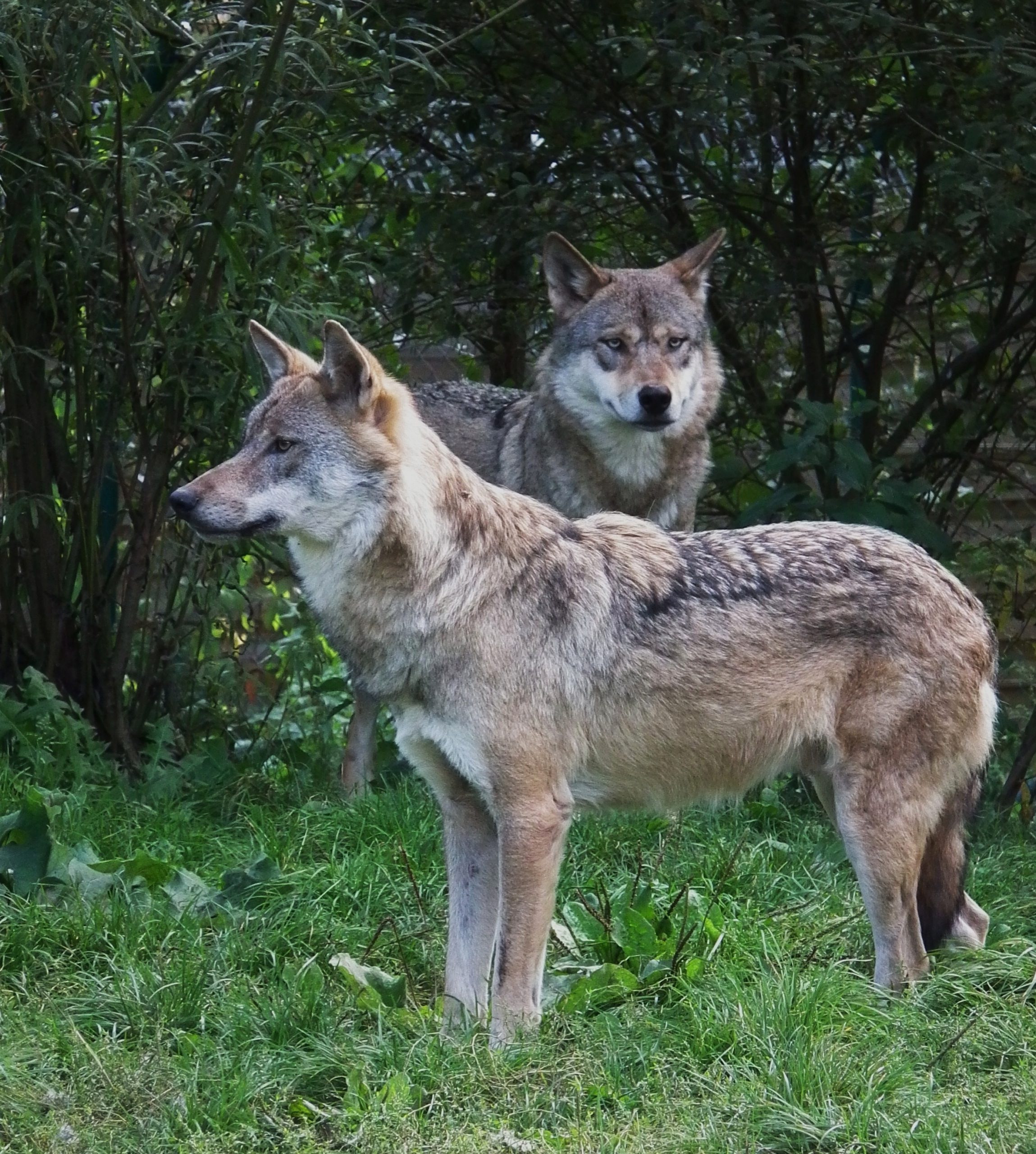 Le loup en France : Des chiffres à manier avec prudence