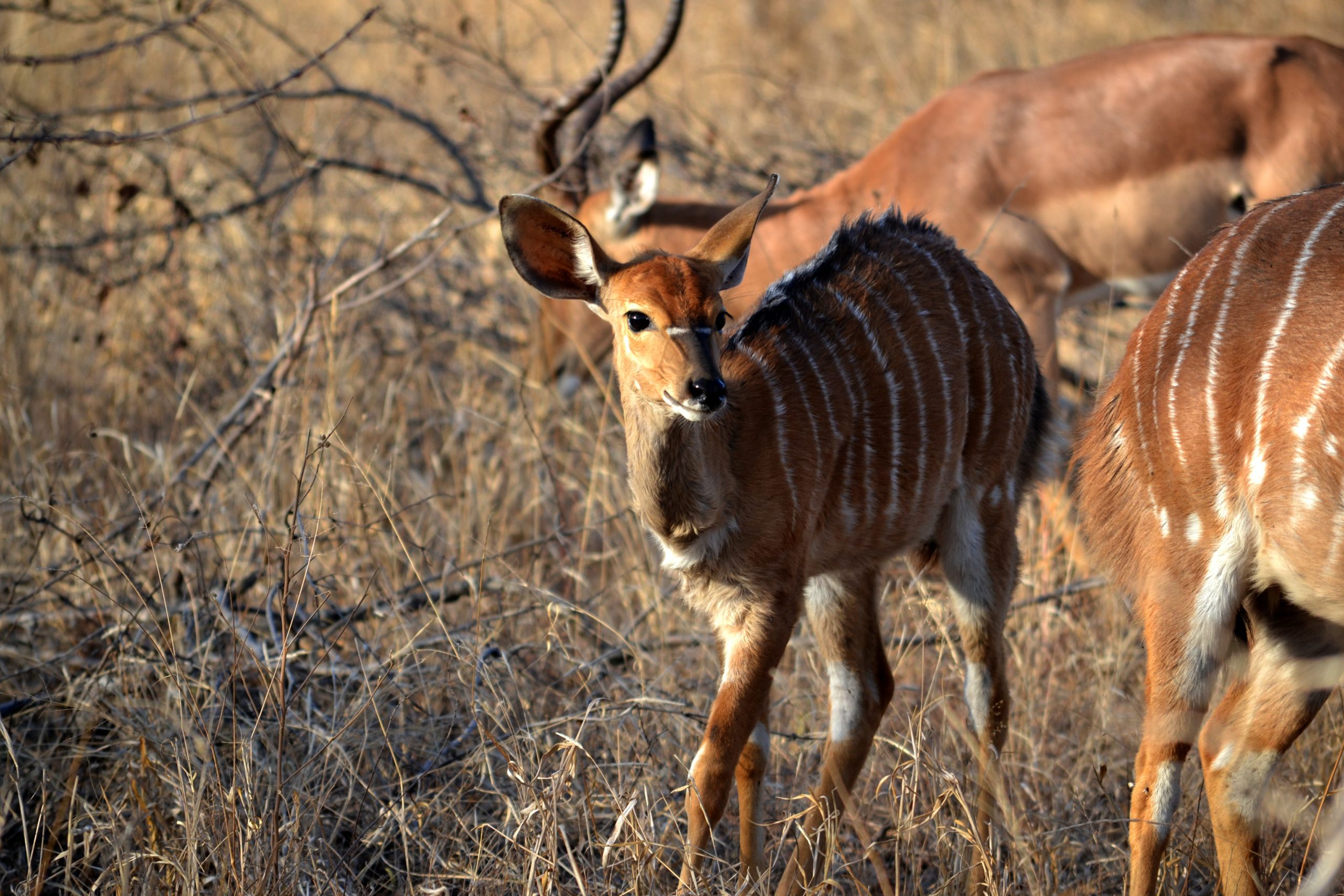 Mbomou, rivière aux bongos