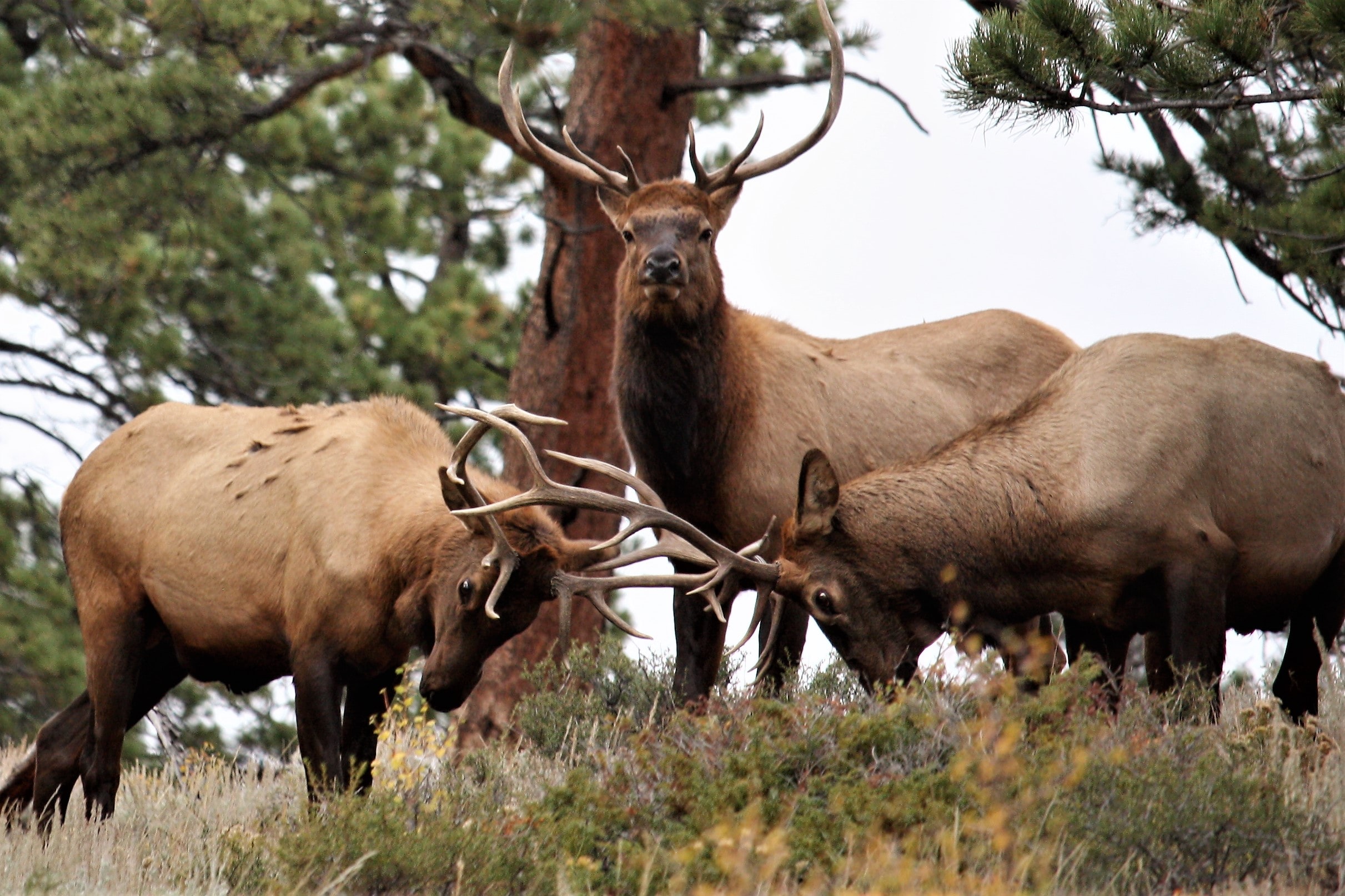 Les colosses du Colorado