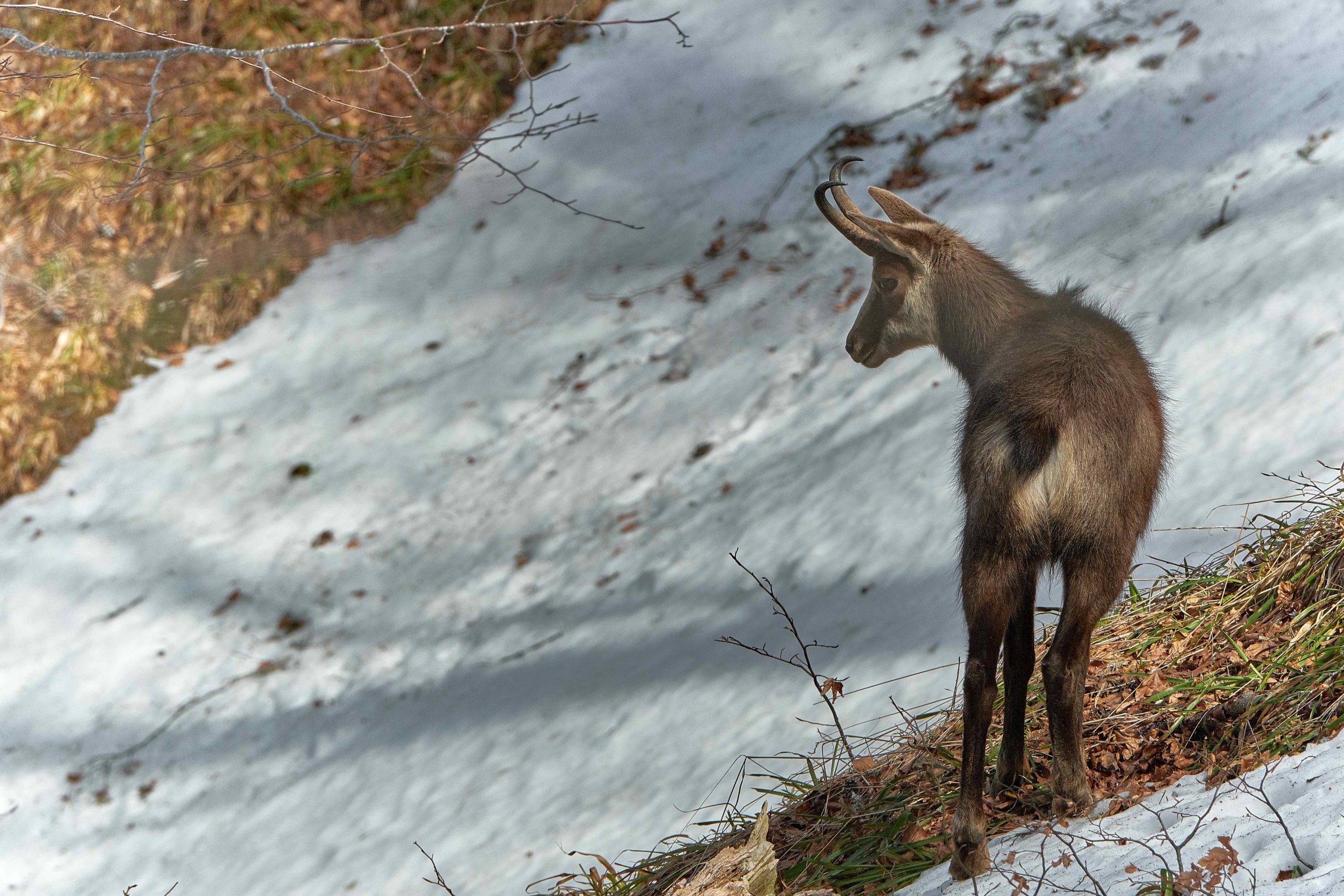 L’antilope des Alpes