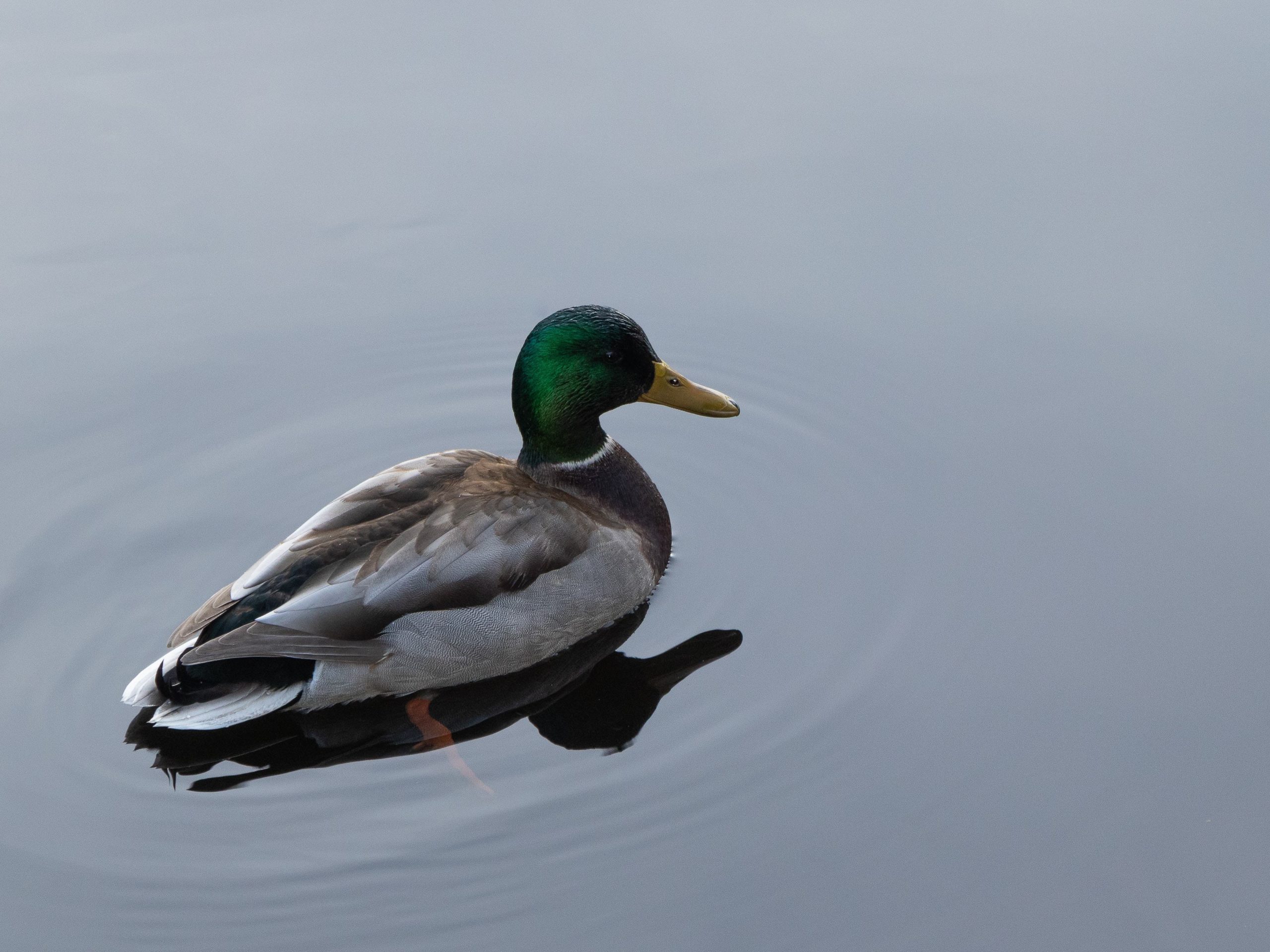 La chasse en grand du gibier d’eau