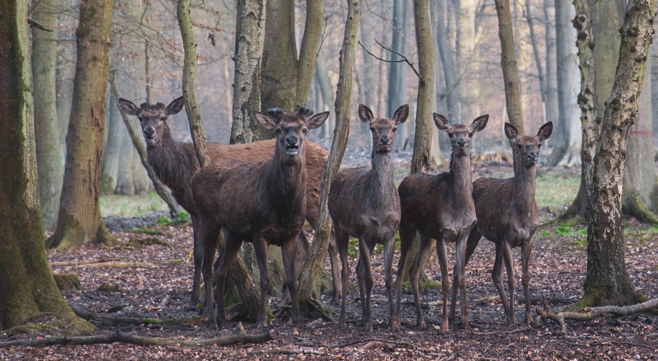 Toujours de grands animaux. Toujours plus…