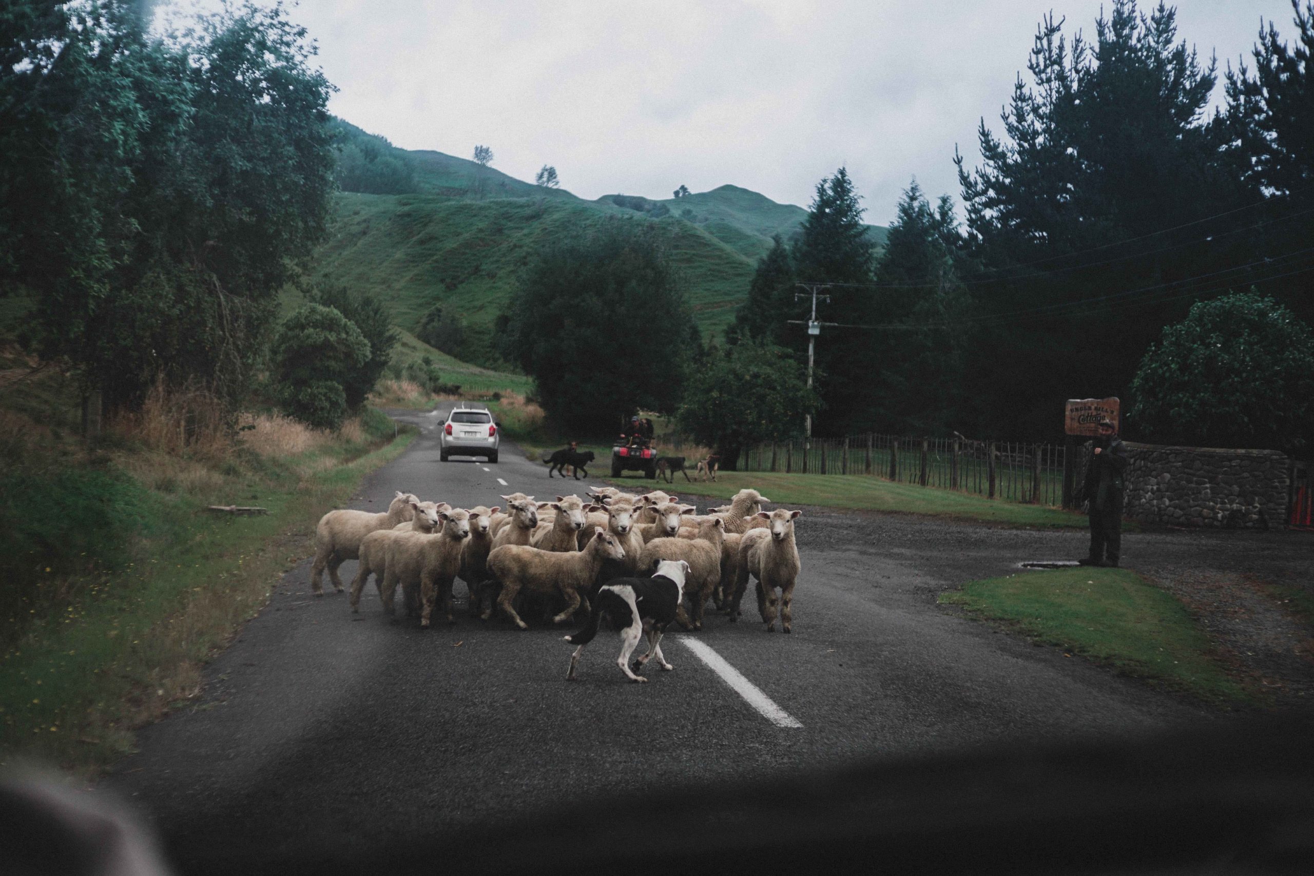 Pastoralisme : Des éleveurs désemparés